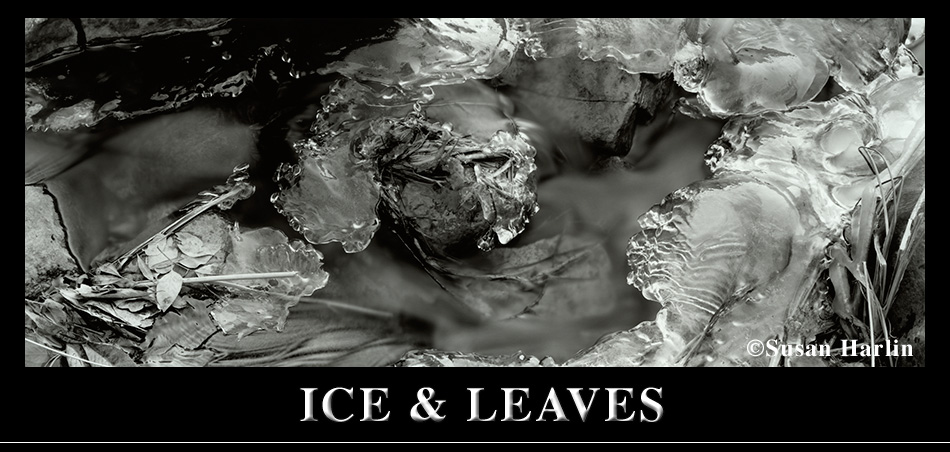 Ice and Leaves